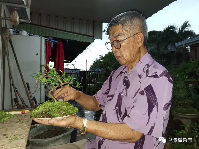 陈逢春每天花很多时间修剪盆景,天暗了也不言倦.