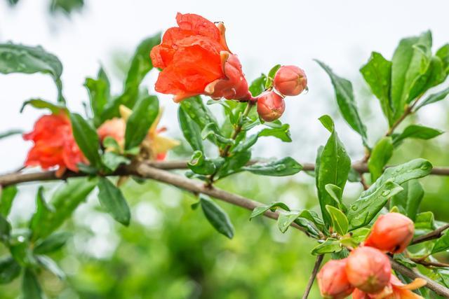 心理学:哪一朵石榴花最美丽?测试你容易被什么迷惑!