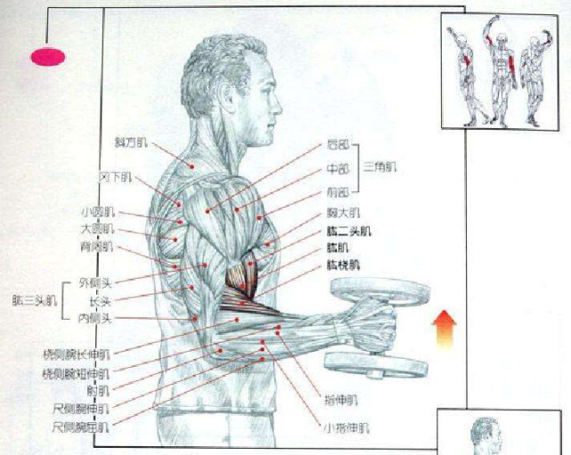 一,大臂的肌肉构成