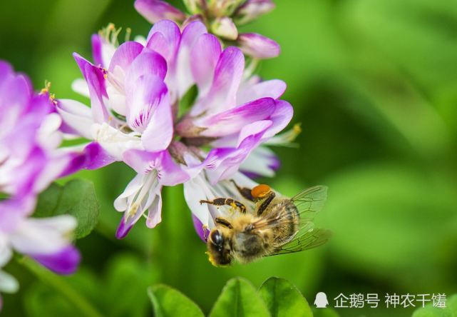 紫云英蜜及紫云英蜜的特点