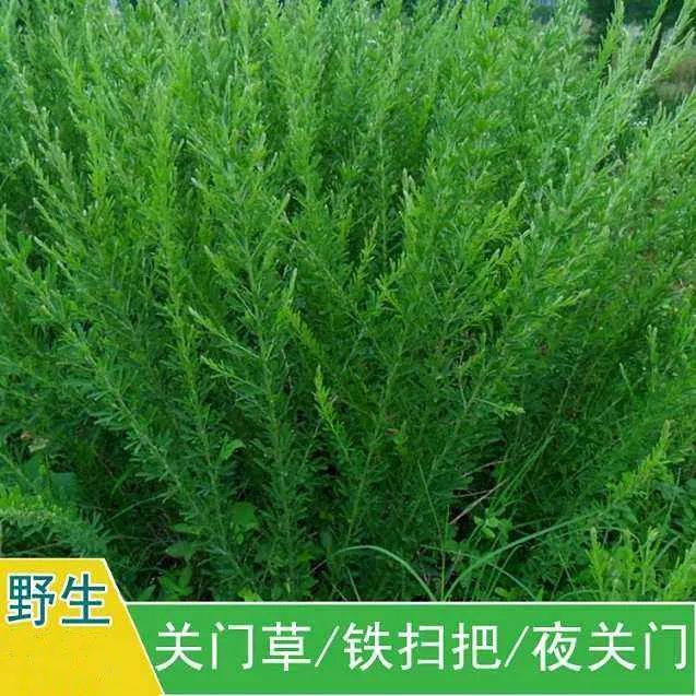 除了一种地肤属草本植物,结的种子叫地肤子,又叫铁扫帚.