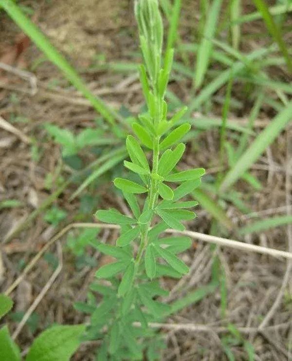 民间草药关门草