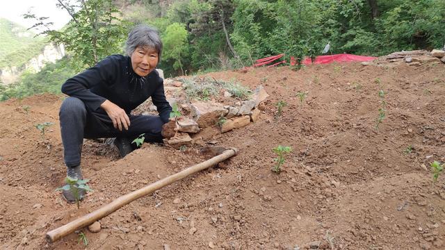 河南农村老人山坡上种红薯70多岁挑一担水感叹如今生活好多了