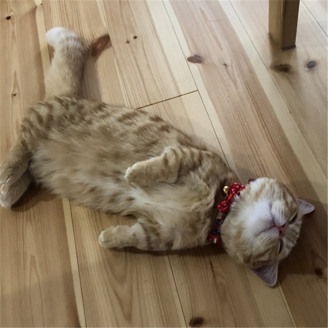 橘猫累到虚脱,四仰八叉躺在地板上呼呼大睡,网友:没电