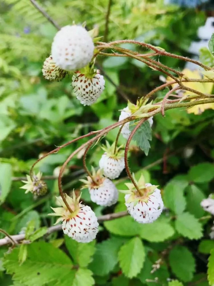 【创建天府旅游名县】曾家山菜系之野草莓粑粑