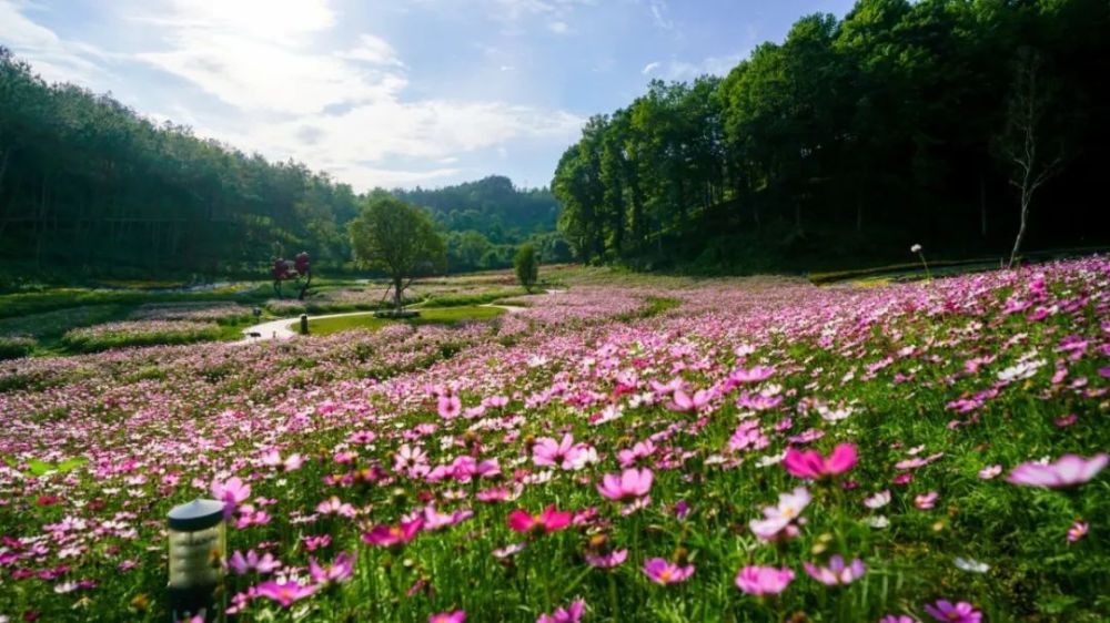 和心爱的ta来一场浪漫之旅吧 避世山间花海 英山四季花海景区导航: 四
