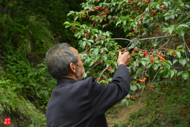 深山孤村住着老两口,摄影师替大娘补鞋子,大伯欲砍整枝樱桃酬谢