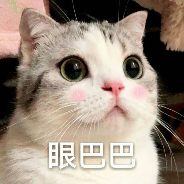 你需要的逗萌表情包