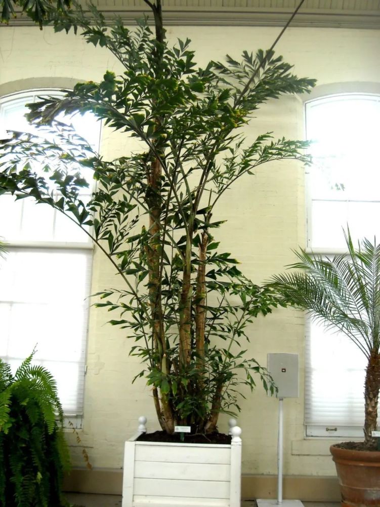 1.鱼尾葵