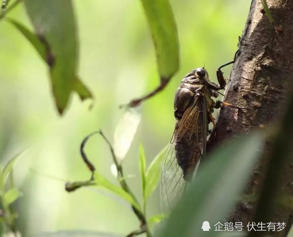 夏天到了,我们又快听到蝉的叫声了.