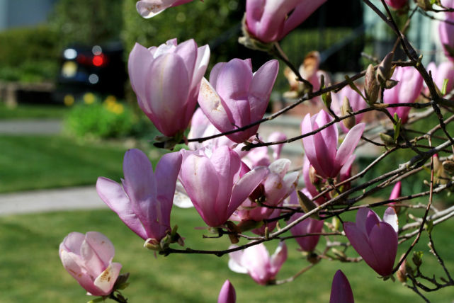 紫玉兰——magnolia denudata desr