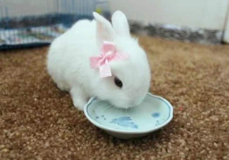 为啥兔子一喝水就会断肠而亡,难道兔子真的不能喝水吗