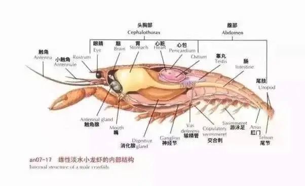 菜市场100块钱一堆的小龙虾,到底脏不脏?