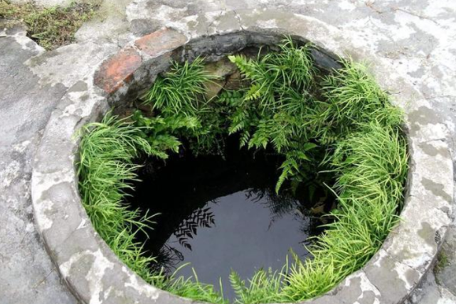 农村水井里的野草,人称"凤凰蛋",净化空气能力秒杀竹炭