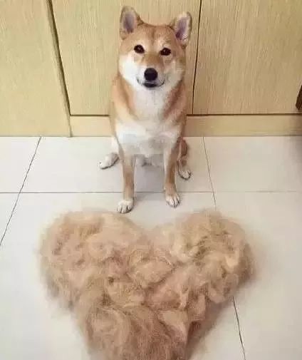 铲屎官有多好认?人群中一眼就可以看出来!