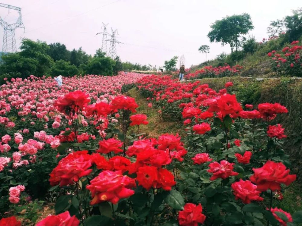 记者从市文广旅局了解到,每到5月,南江县团结乡玫瑰园的玫瑰花便迫不