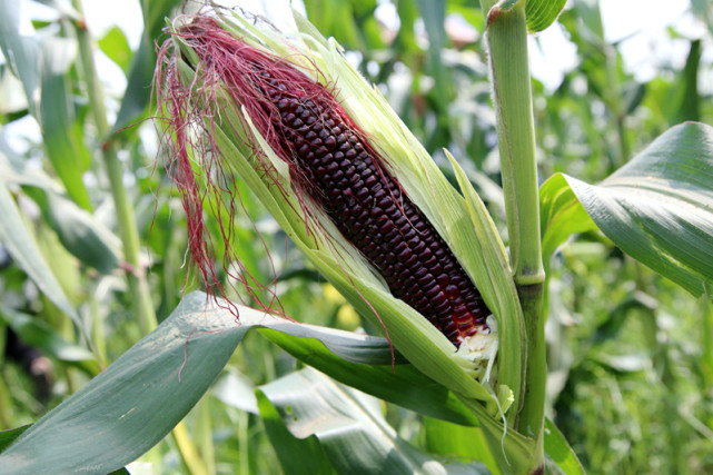 广西象州的玉米熟了,硕大的棒子构成一幅丰收图