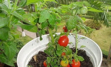 西红柿不但在苗期,而且在整个的生长周期内,既不能浇碱水,也不能浇