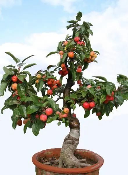 winter red fruit) ,蔷薇科苹果属落叶小乔木,最初由郑州果树研究所从