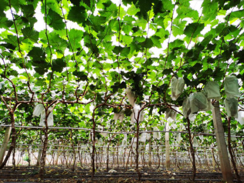 图说优质葡萄栽培之枝梢管理