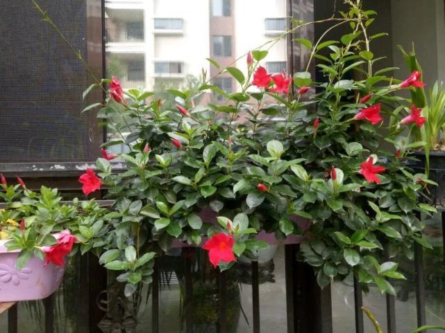 越热越开花的红蝉花,1个月窜2米,开成漂亮花瀑布!