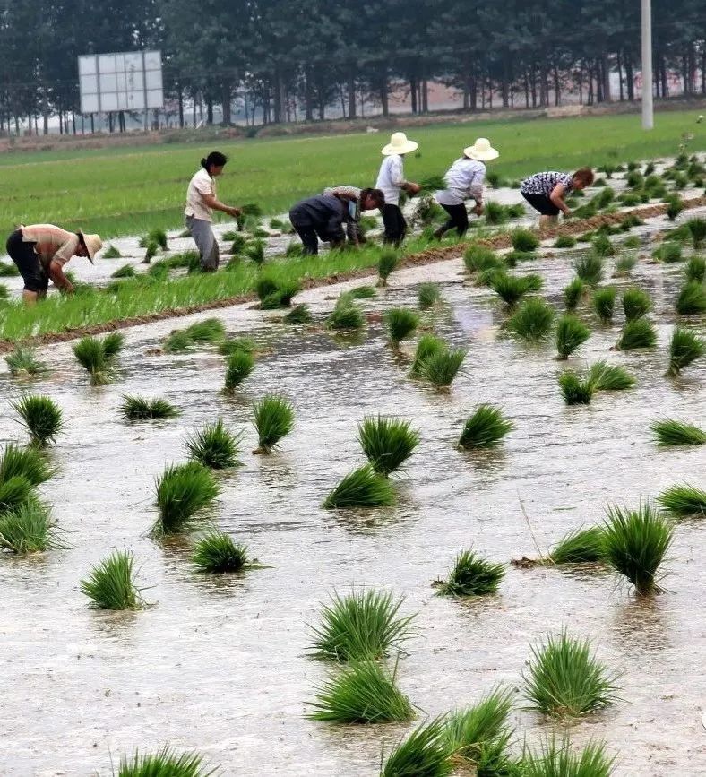 想在崇明寻找儿时的回忆,体验插秧的快乐吗?点进来报名