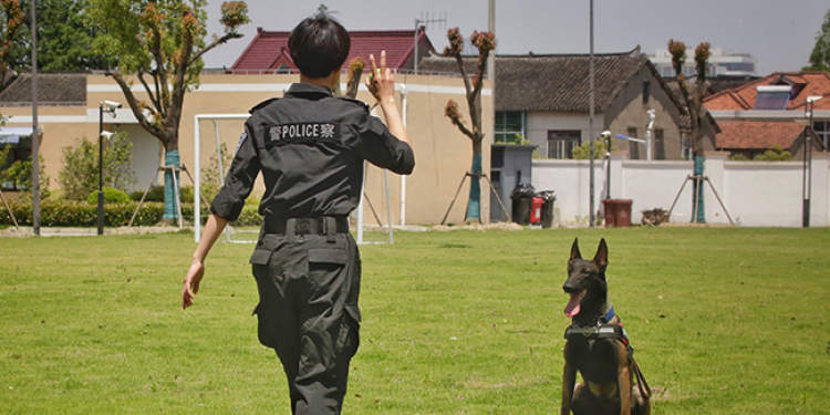 探营上海公安警犬基地:反诈宣传战线"第一犬"是如何炼成的?