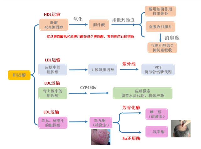 他汀类药物"吃"还是"不吃?