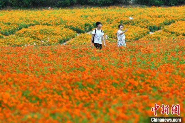 福州花海公园大片硫华菊盛开引游人