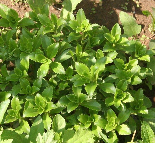 儿时常见的野草,现在价值高卖得贵,名叫养心菜营养丰富