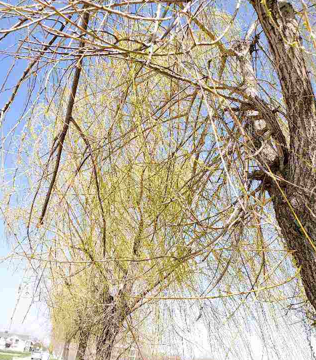 路边折几根柳树枝,扒皮泡水来养花,生根更快发芽猛!