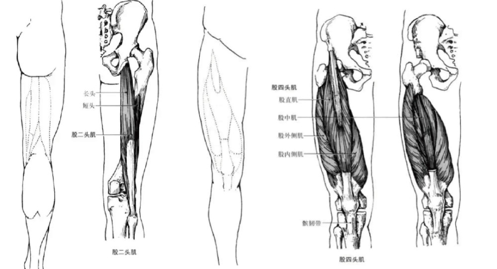 所有的这些肌肉都是跨越膝关节的,半腱肌和半膜肌向下止于胫骨内侧,而