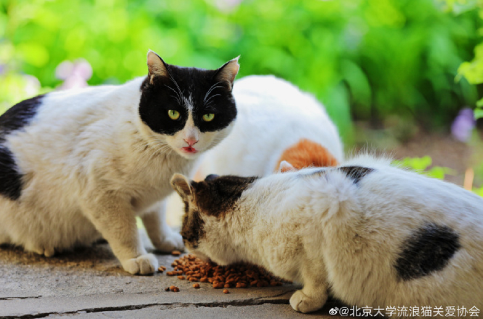 "北大猫咪图鉴"火爆全网,校园网都一度瘫痪,猫咪都有北大学籍了?