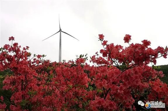 5月17日,在南山景区茅坪湖一带拍摄的杜鹃花. 红网城步站5月19日讯