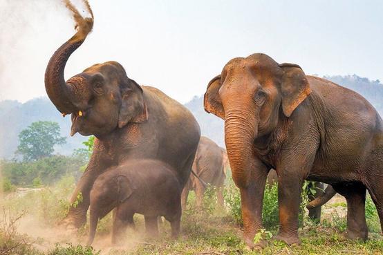 泰国大象旅游业背后血淋淋的真相