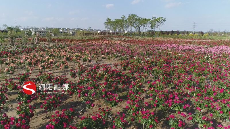 初夏时节,美景依旧,在泗阳县来安街道田园边城·月季小镇的月季文化