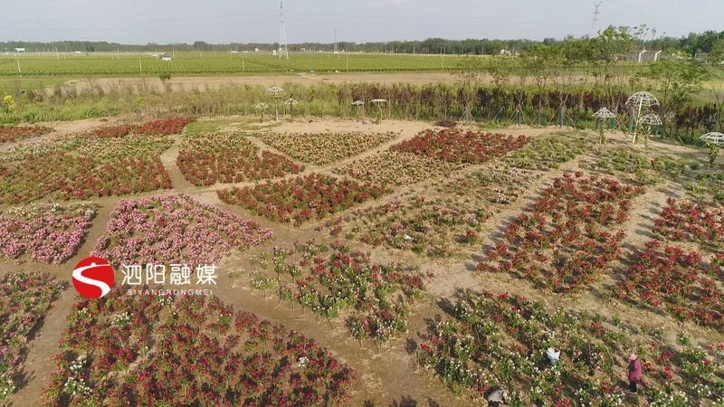 初夏时节,美景依旧,在泗阳县来安街道田园边城·月季小镇的月季文化