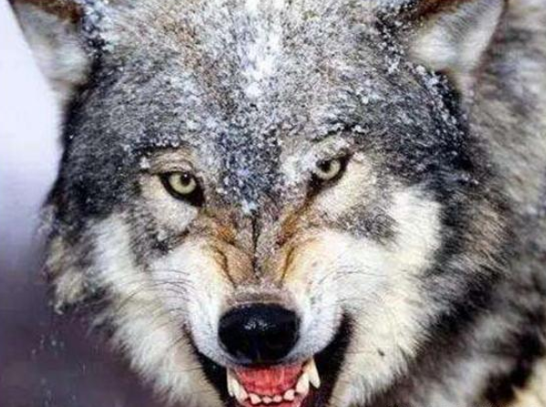 心理学:4只野狼,你认为哪只最凶狠?测你的野心有多大?