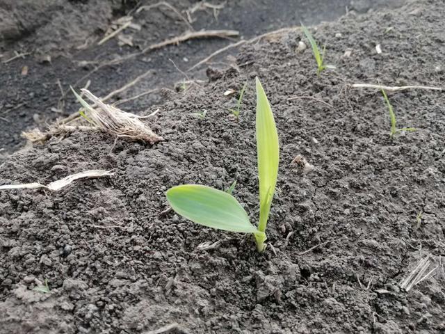 刚刚长出的幼苗,整个植株连叶片带茎都是淡黄色,是因为在幼苗出土后