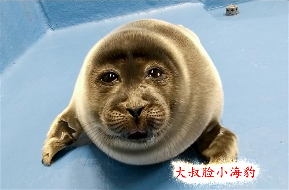 小海豹天生一张"大叔脸",看到它父母照片,网友:基因真