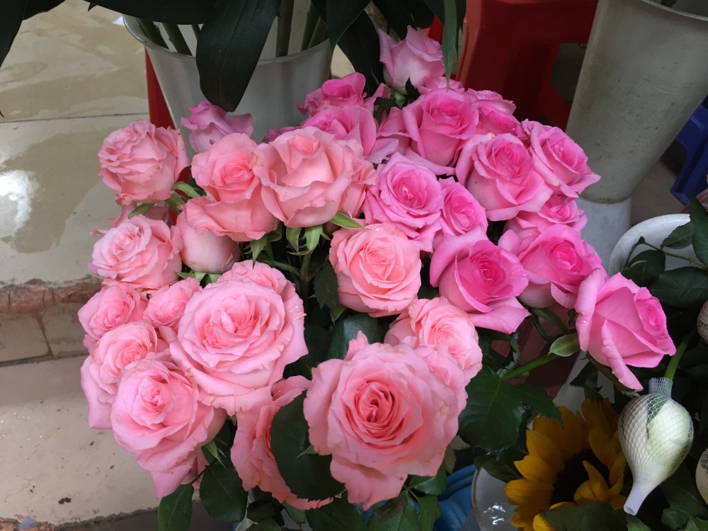 520爱情表白日,收到鲜花的你要知道几种常见鲜花的花语