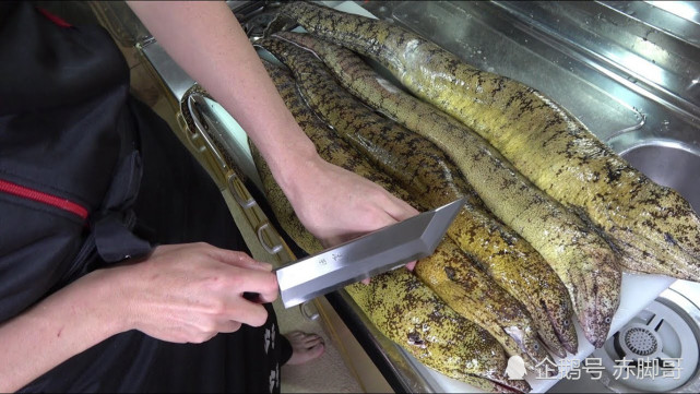 一只巨型海鳗,看看日本大厨如何处理,一把钢刀剖皮去