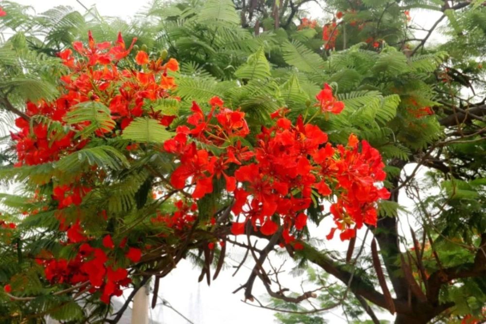 凤凰花盛开满树火红点燃攀枝花的初夏