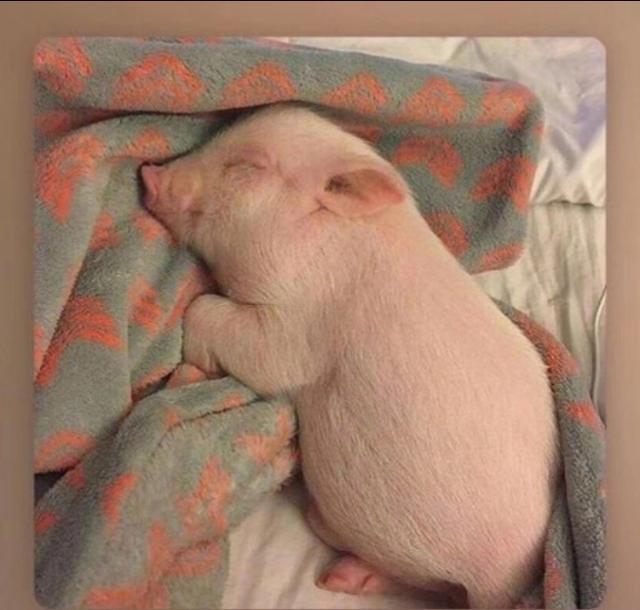miu子这个清奇的睡觉姿势总让我觉得似曾相识,直到我刷到了这只猪!