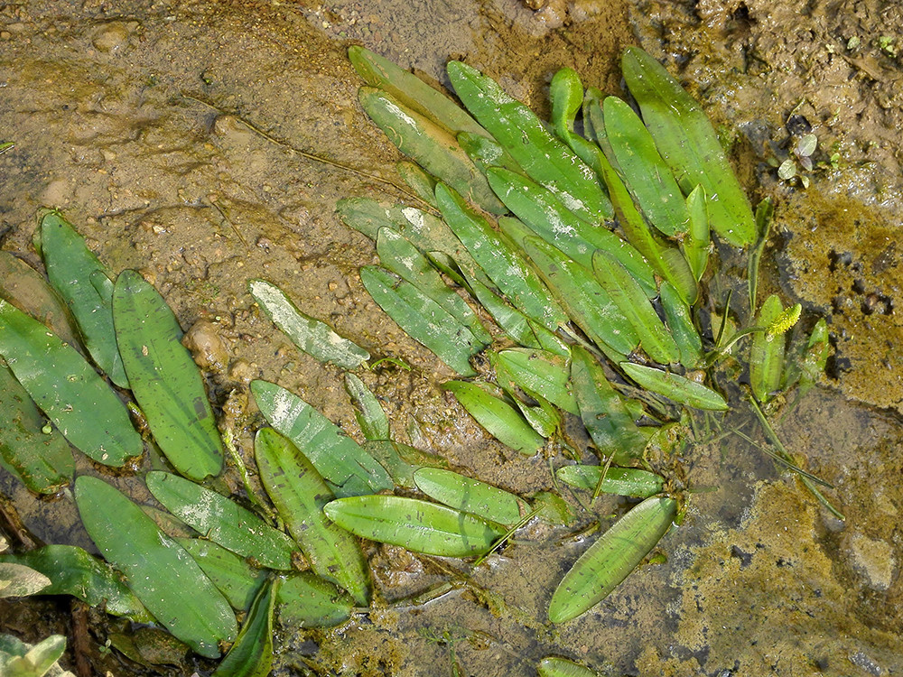 河里常见的4种水草,在古代是救荒野菜,如今却沦为杂草