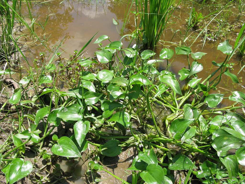 河里常见的4种水草,在古代是救荒野菜,如今却沦为杂草