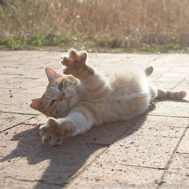 26 搭在田野间的摔跤台, 赌狸花猫赢的请扣1, 赌橘猫赢的请扣2.