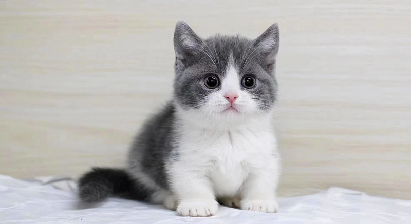 "东北猫"为什么成了贬义词?难道养宠也开始地域黑了?