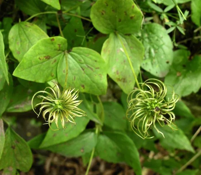 大花威灵仙(花)