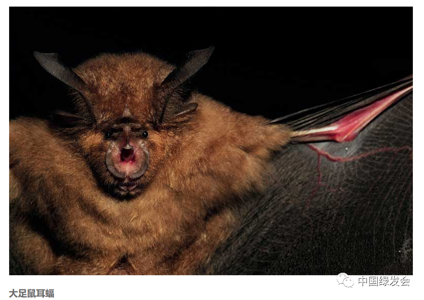 中国最大蝙蝠群濒临灭绝境地,旅游开发6年后
